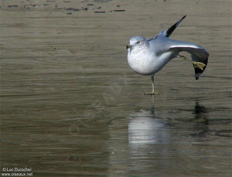 Ring-billed Gull