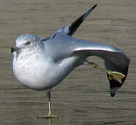 Ring-billed Gull