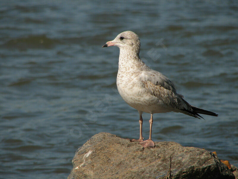 Ring-billed Gull