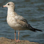 Ring-billed Gull