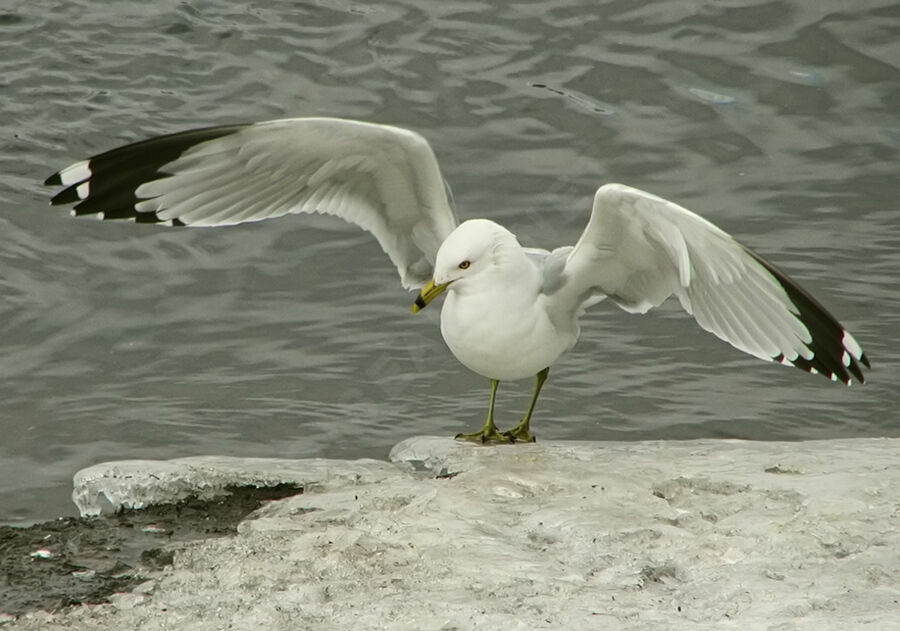 Ring-billed Gull