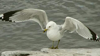 Ring-billed Gull