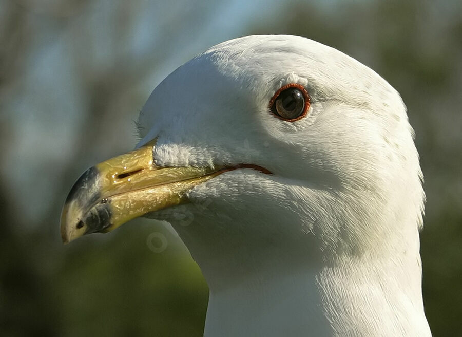 Ring-billed Gull