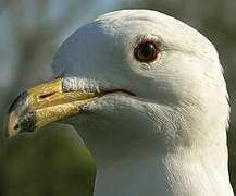 Ring-billed Gull