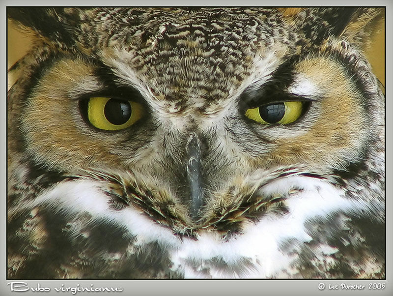 Great Horned Owl