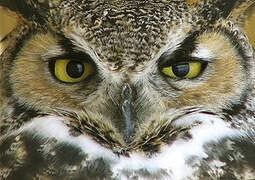 Great Horned Owl