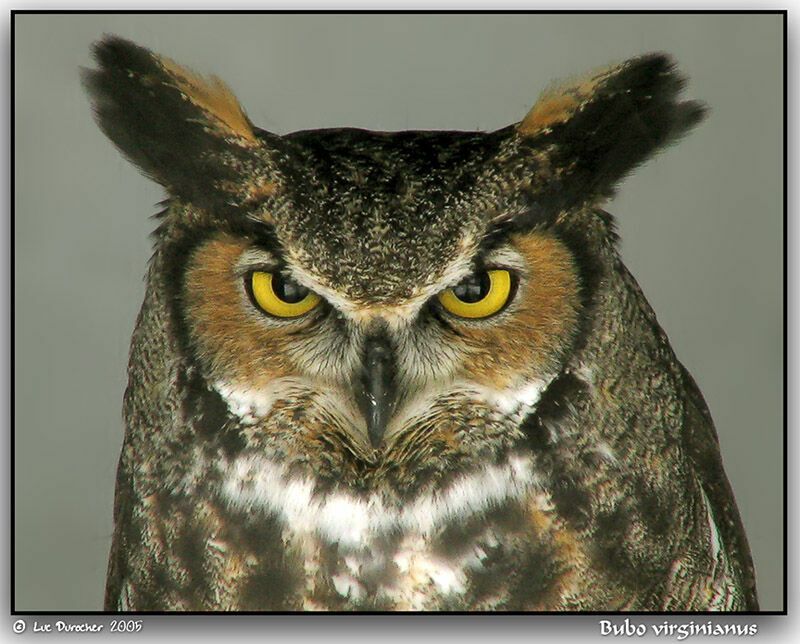 Great Horned Owl