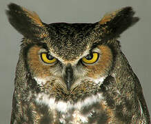 Great Horned Owl