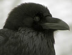 Northern Raven