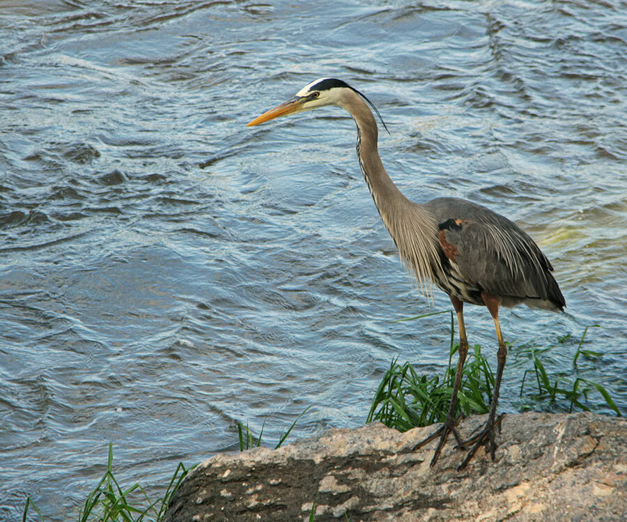 Great Blue Heron