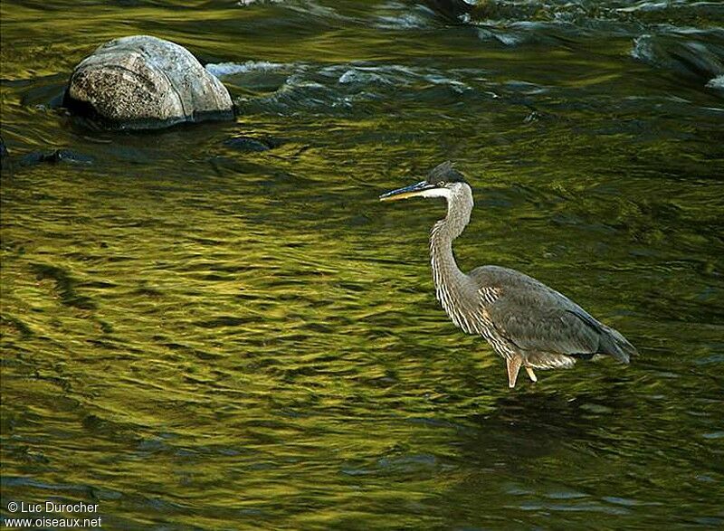 Great Blue Heron