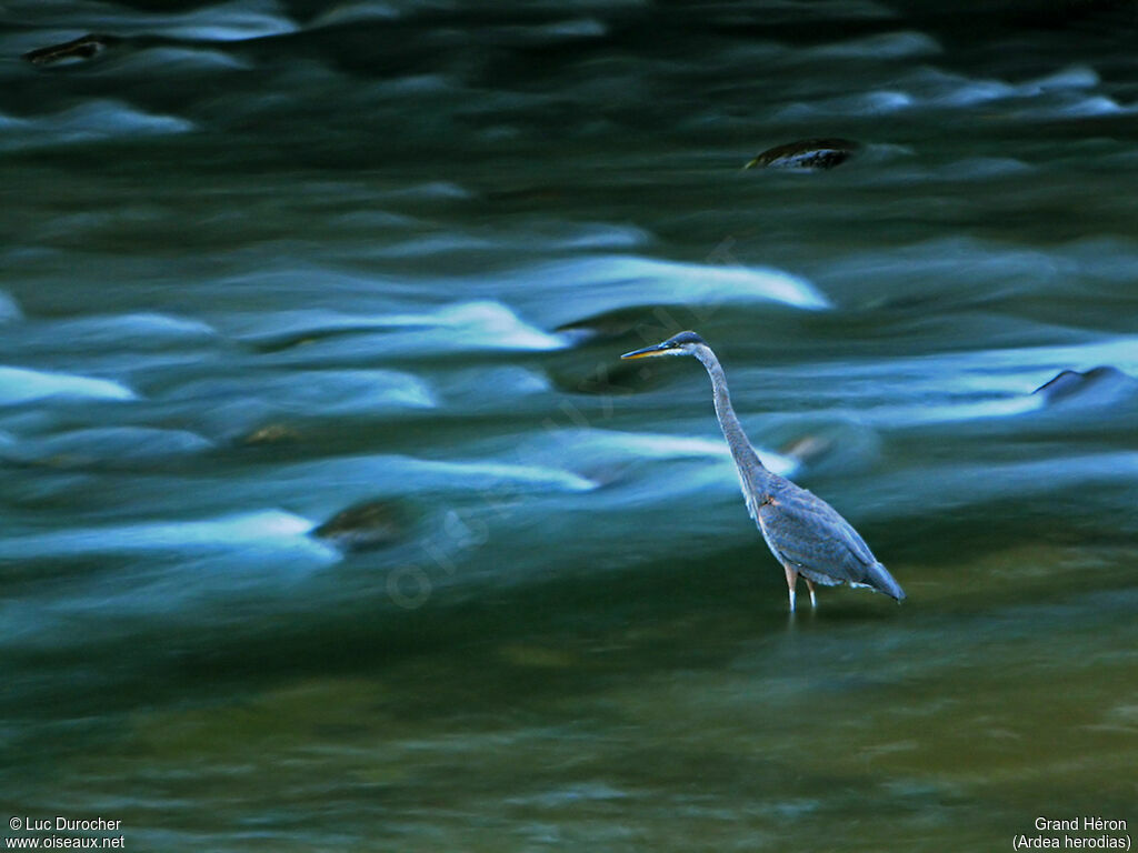 Great Blue Heron