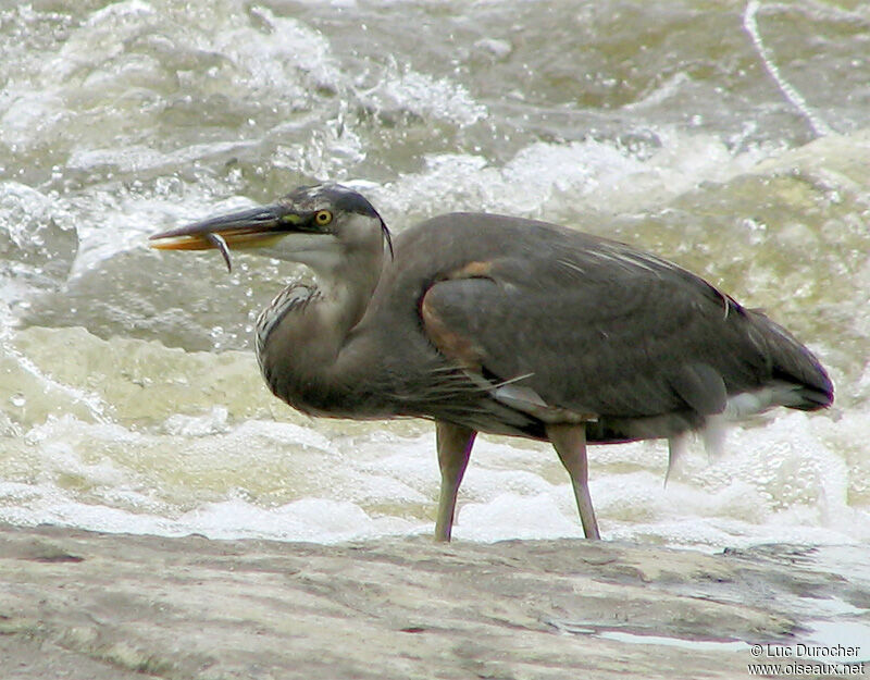 Great Blue Heron