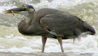 Great Blue Heron