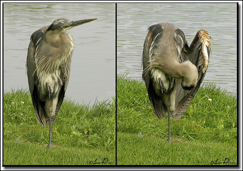 Great Blue Heron