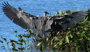 Great Blue Heron