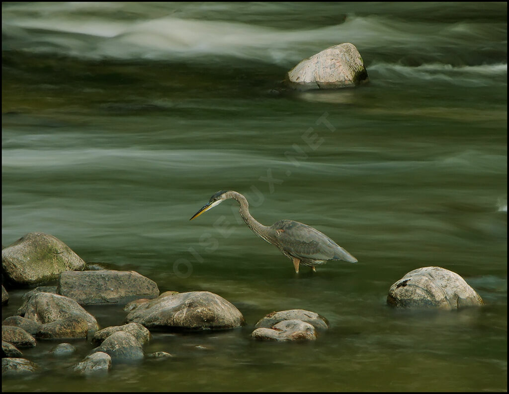 Great Blue Heron