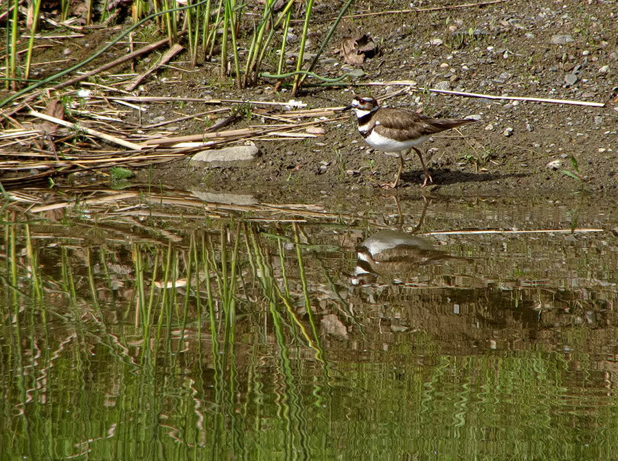 Killdeer