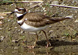 Killdeer