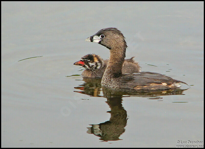 Pied-billed Grebe