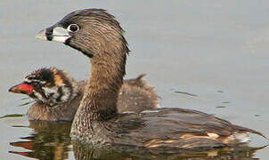 Pied-billed Grebe