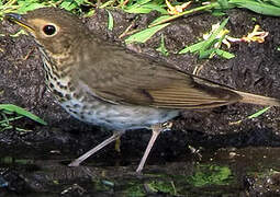 Swainson's Thrush