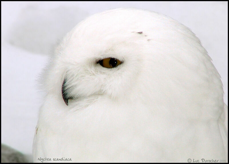 Harfang des neiges