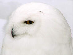 Snowy Owl