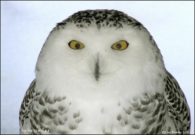 Snowy Owl