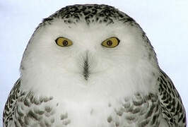 Snowy Owl