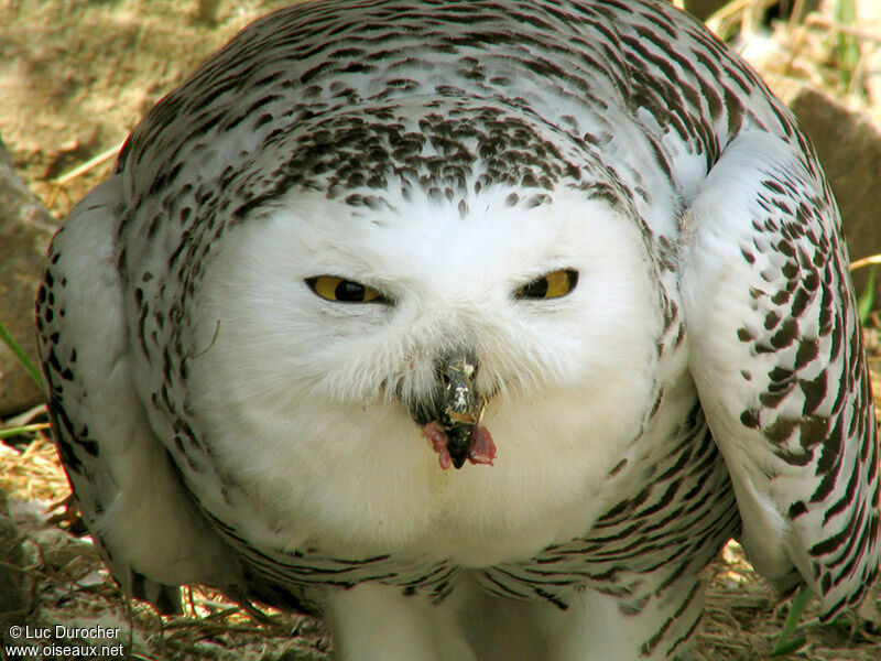 Snowy Owl