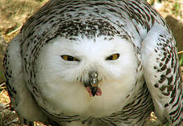 Snowy Owl