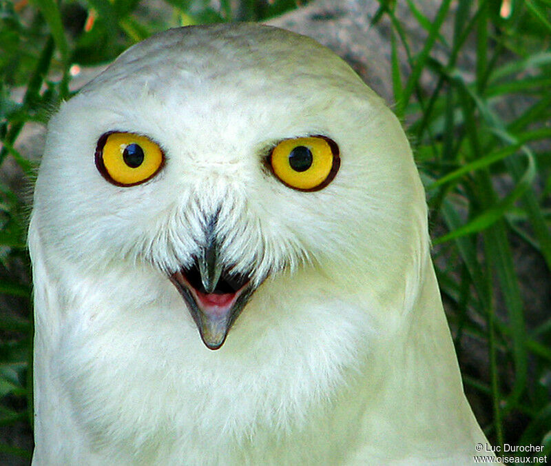 Snowy Owl