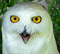 Snowy Owl