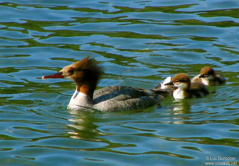 Common Merganser