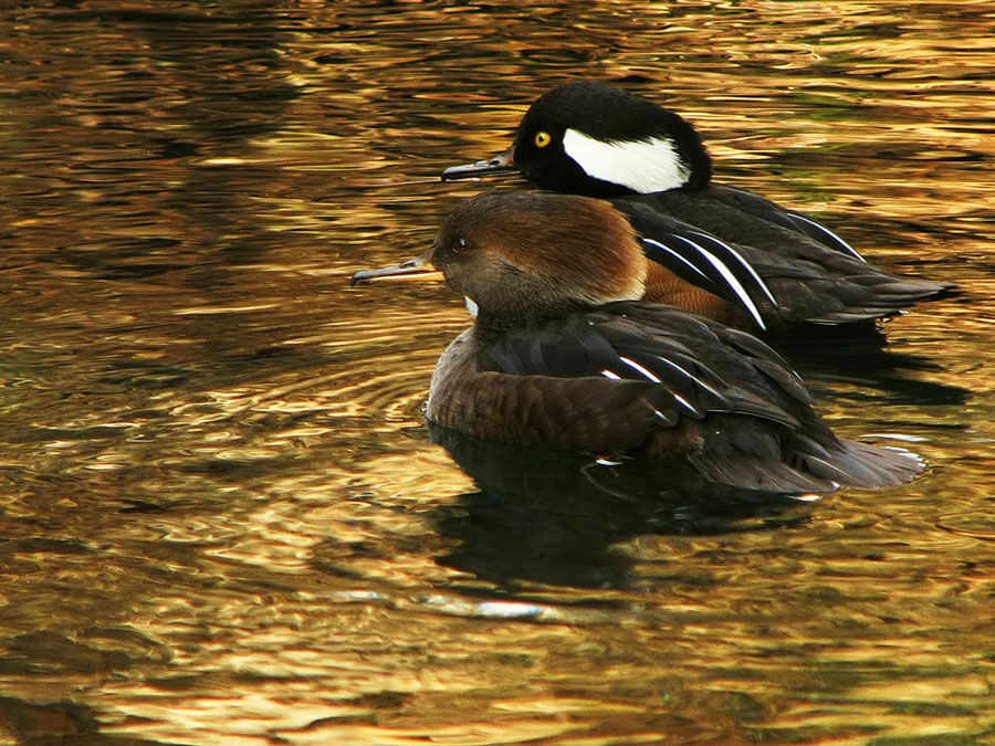 Hooded Merganser