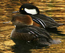 Hooded Merganser