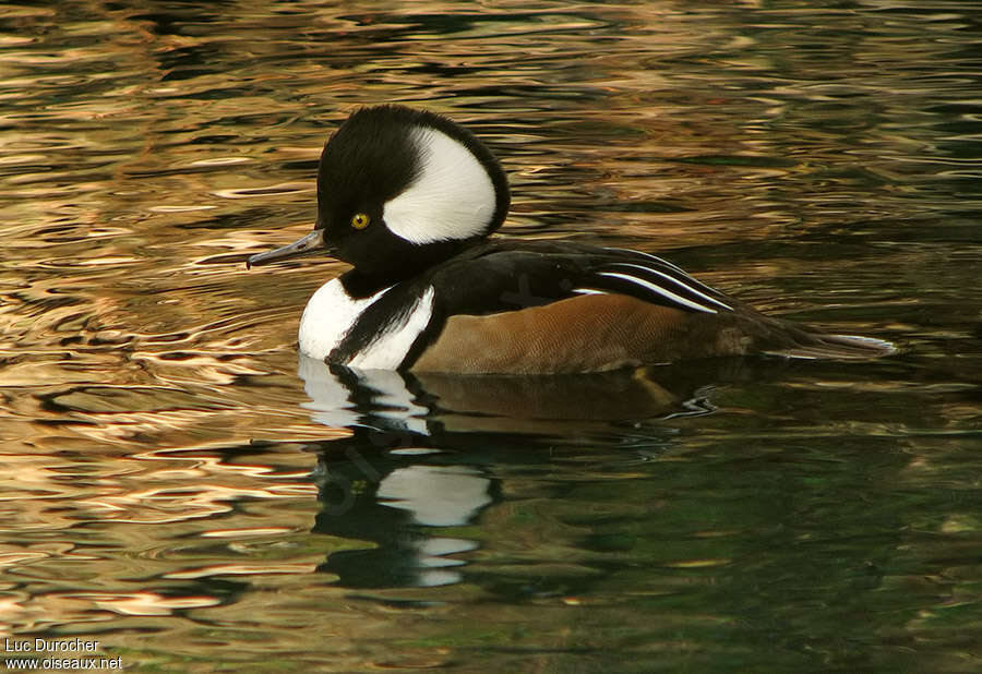 Hooded Merganser male adult