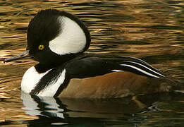 Hooded Merganser