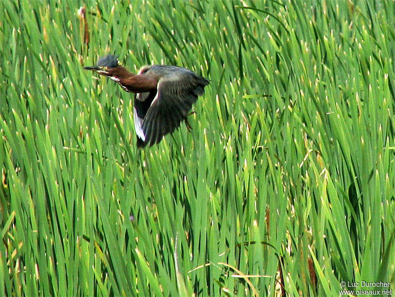 Green Heron