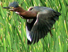 Green Heron