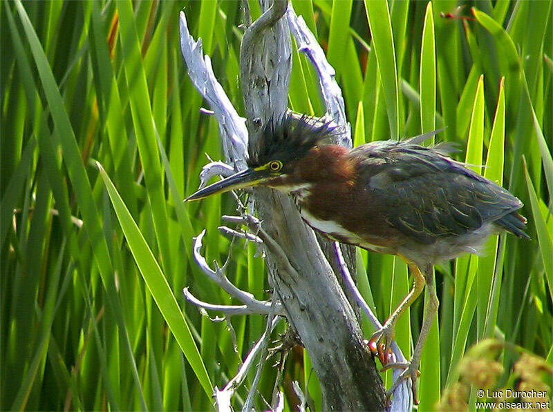 Green Heron