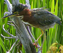 Green Heron