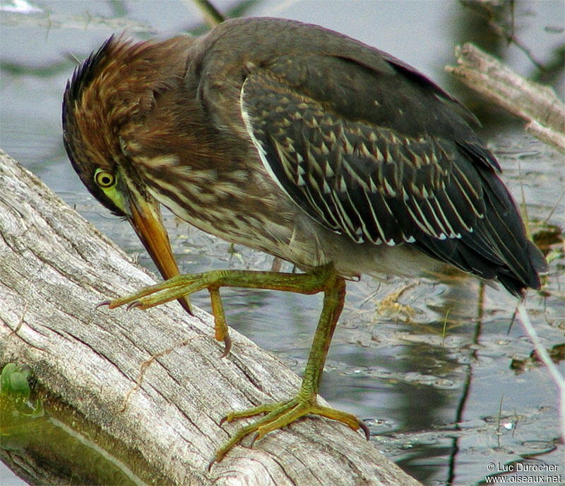 Green Heron