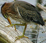 Green Heron