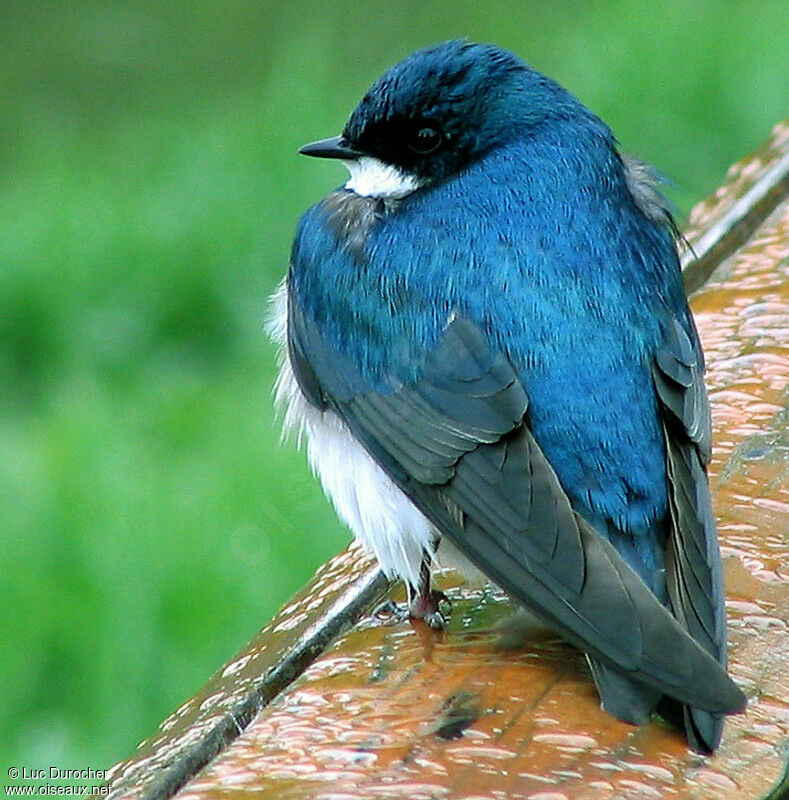 Tree Swallow