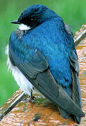 Tree Swallow