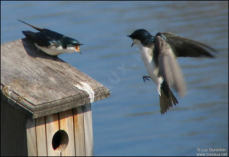 Tree Swallow