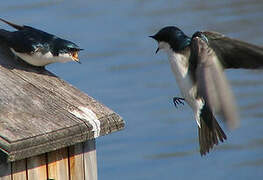 Tree Swallow