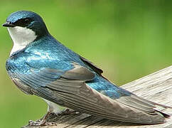 Tree Swallow